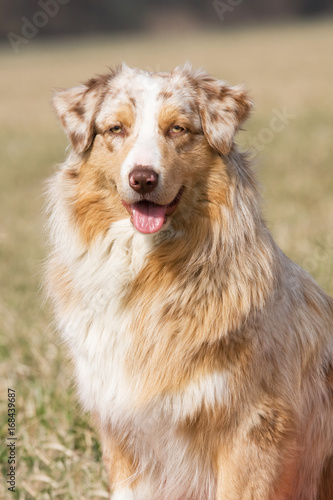 Portrait of nice australian shepherd dog