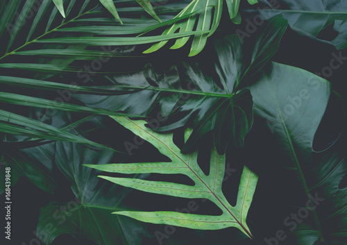 Murais de parede Real leaves with white copy space background