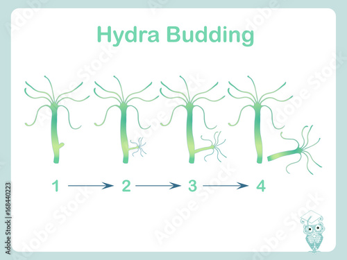 Hydra budding illustration for school biology lessons stock vector illustration