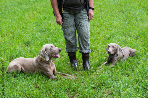 Jaegerin mit liegenden gehorsamen Jagdhunden