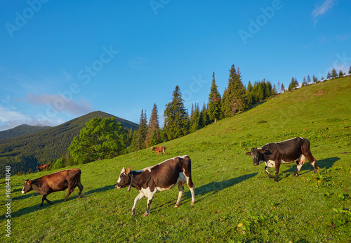 herd of cows grazing on mountain