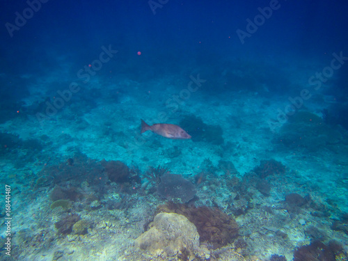Fisch am tropischen Korallenriff