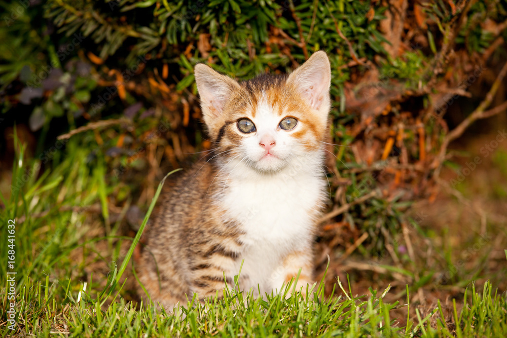 Portrait of nice kitten Portrait of nice kitten
