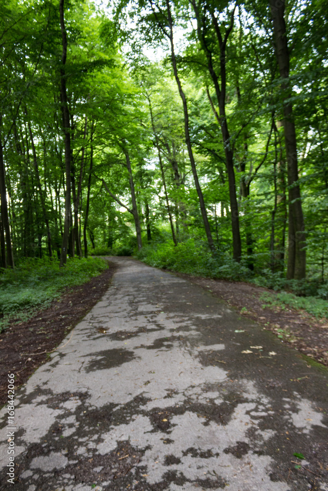 Old forest in the heart of the city