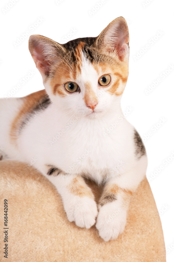 Portrait of nice kitten on isolated background