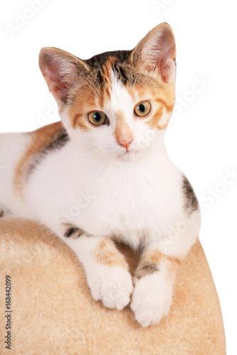 Portrait of nice kitten on isolated background