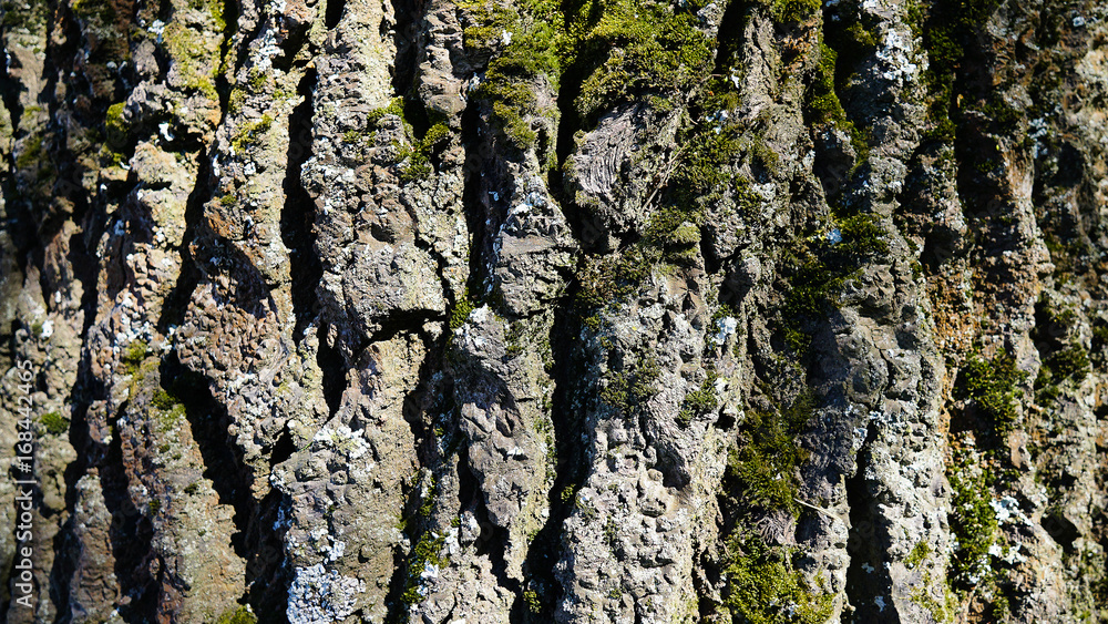 Background. Tree bark with wet green moss on a old tree surface. Face is full of cracks and tears.