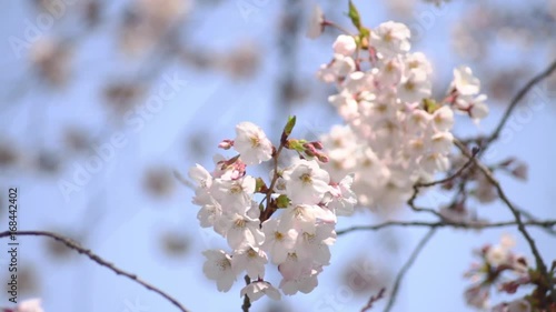 Cherry Blossom at Shakujii river photo