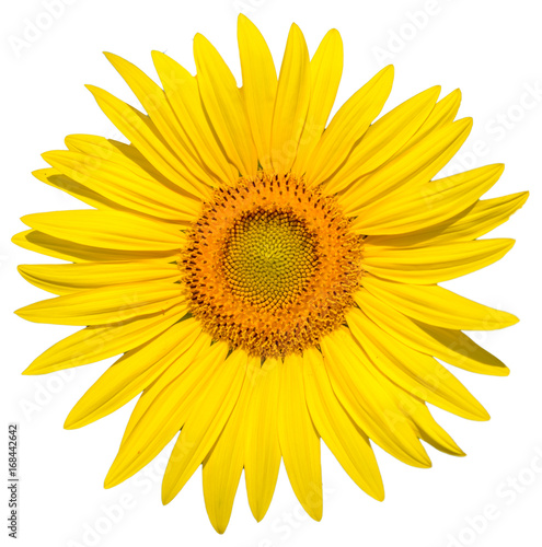 Sonnenblume isoliert auf weissem Hintergrund