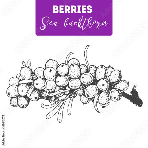 Sea buckthorn hand drawn vector illustration set. Engraved food image.