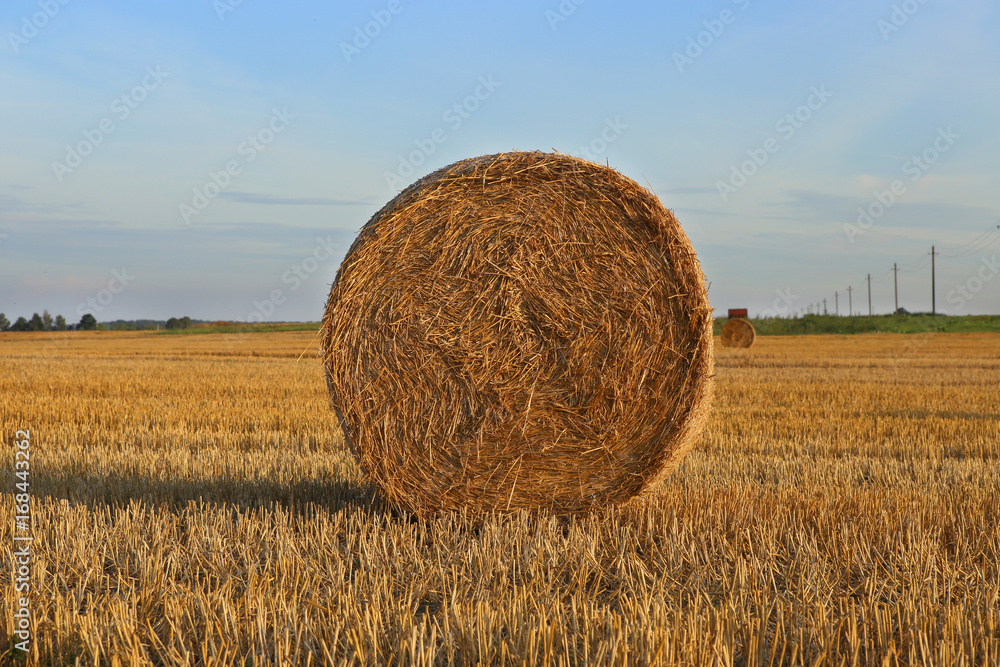 A bale of straw in field. Straw roll in straw stubble field. A bale of straw in field. Straw roll in straw stubble field.