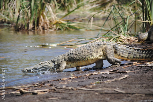 Crocodile of Ethiopia