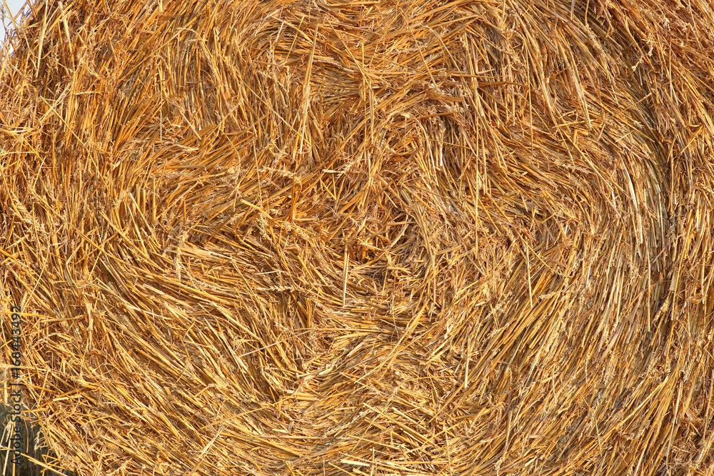 Straw roll background. Golden straw bale texture. Straw roll background. Golden straw bale texture.