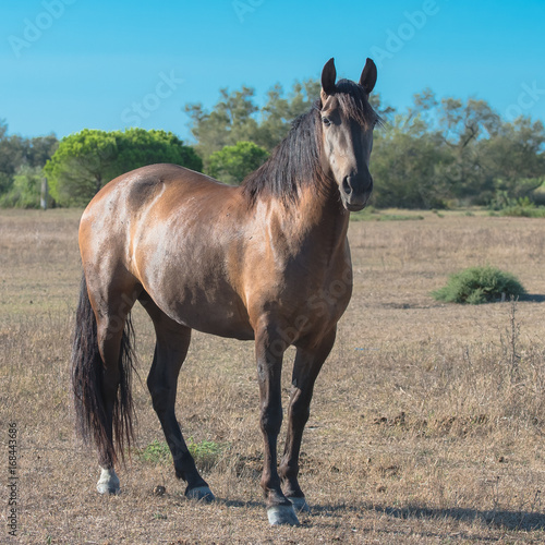      Beautiful brown horse in a field  kind look  