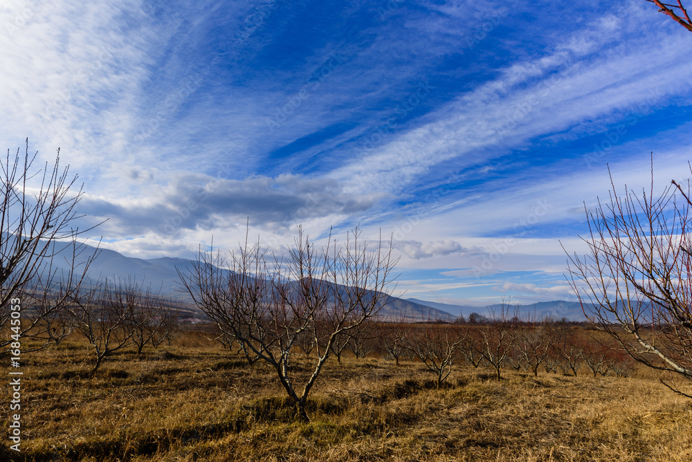Fototapeta premium Peach trees silhouettes over beautiful blue sky, Armenia
