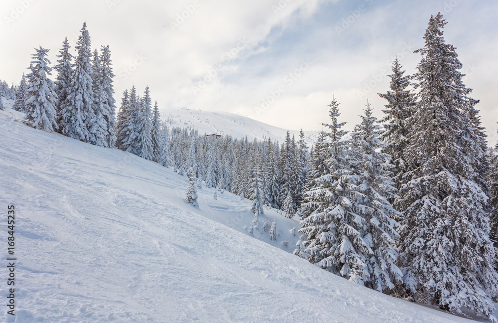 trees covered by snow on mountain hill.