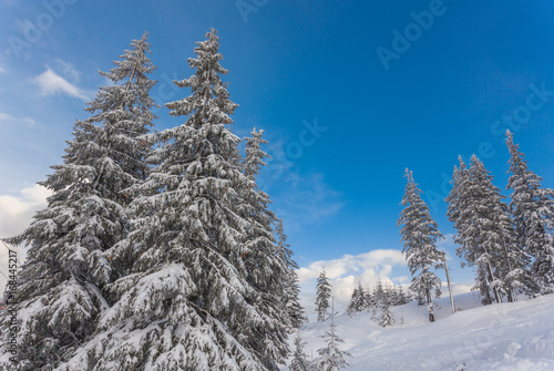 trees covered by snow on mountain hill.
