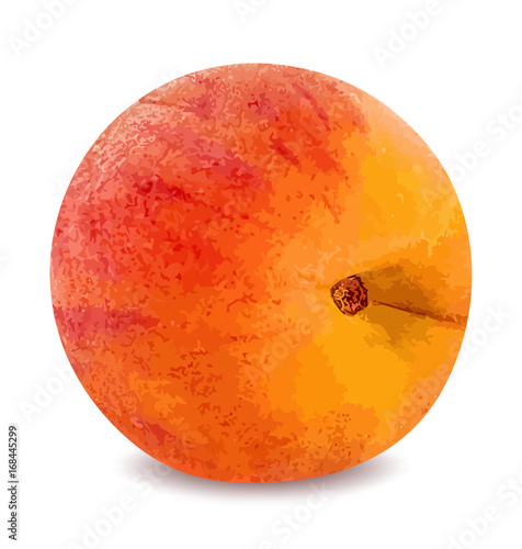 Ripe peach fruit isolated on white background vector illustration
