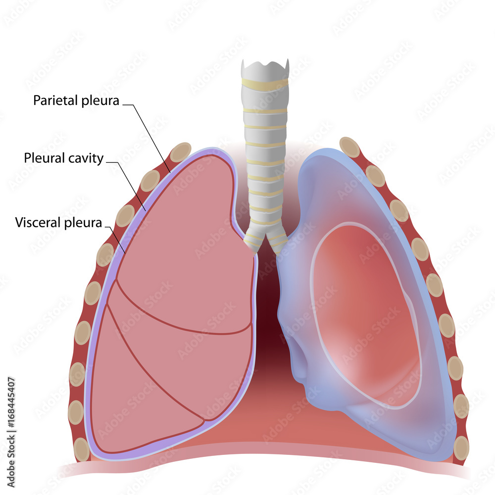 Photo Lung pleura and pleural cavity, labeled., Alila Medical Media ... Biology Diagrams