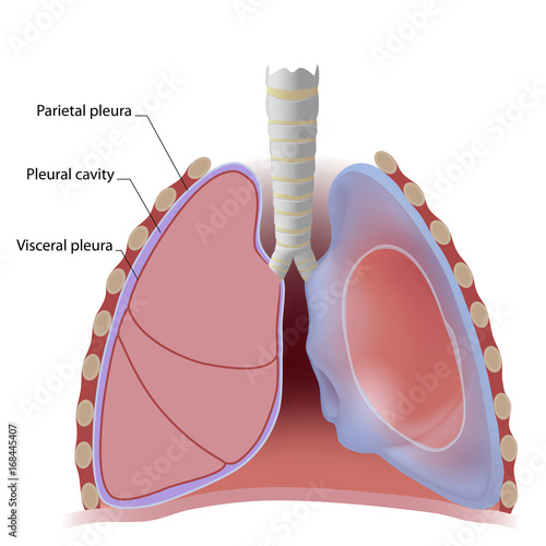 Lung pleura and pleural cavity, labeled.  photo