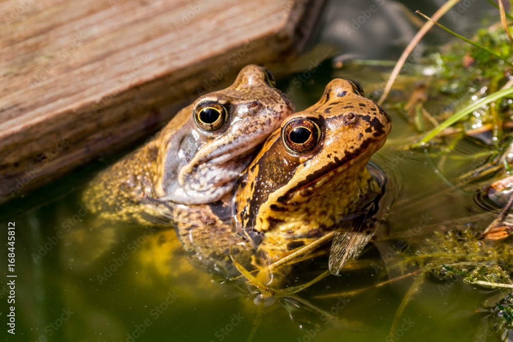 A Frog Couple in Garden Pond A Frog Couple in Garden Pond