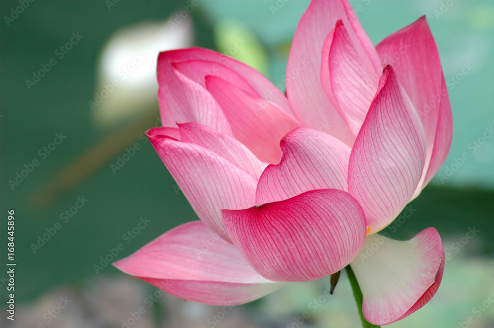blooming lotus flower in summer pond with green leaves as background