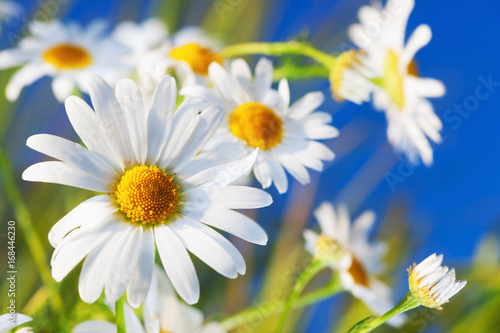 Chamomile among flowers