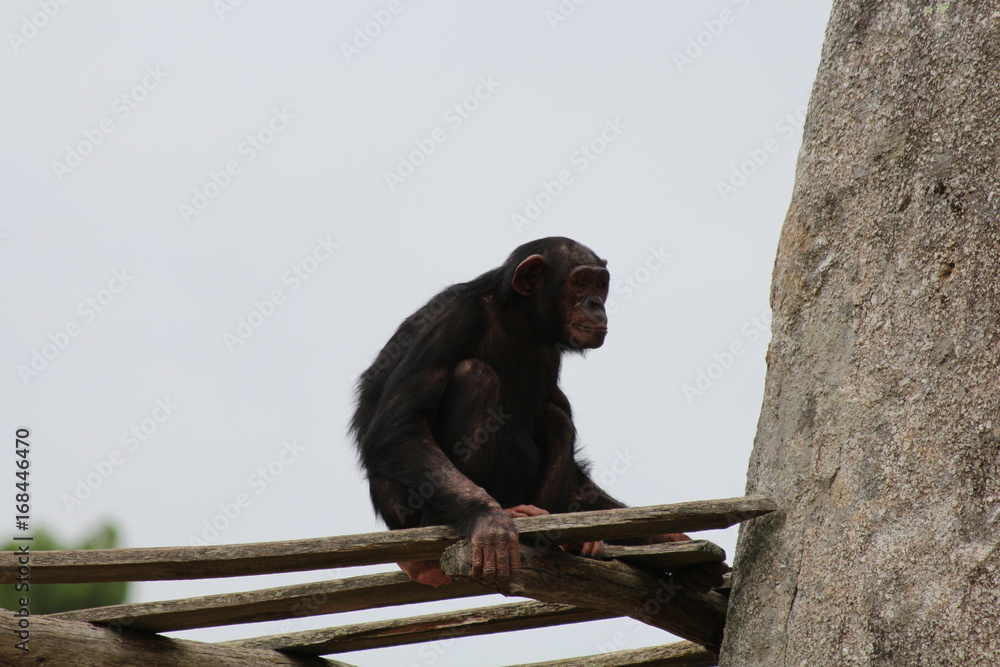 Obraz premium Chimpanzé 2
