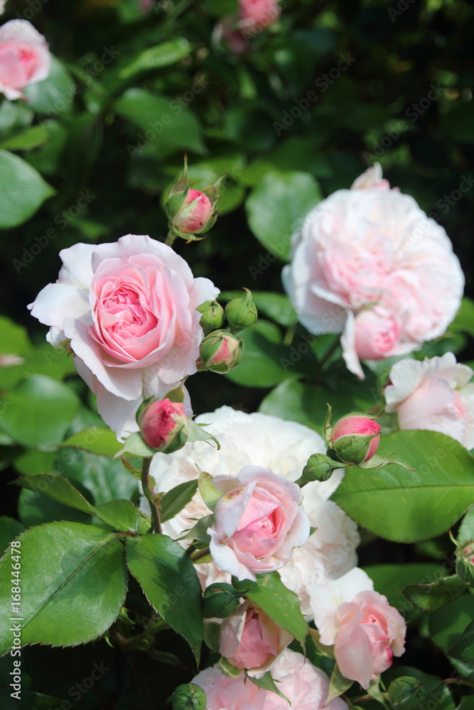 rosa Strauchrose mit Knospen rosa Strauchrose mit Knospen