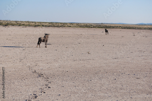  Gnu in Etosha National park. Namibia © Aleksandra