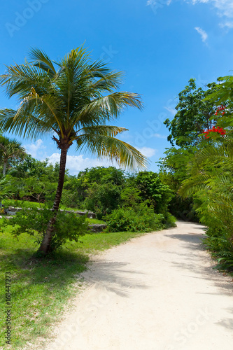 Palm trees on the idyllic beach  Mexico