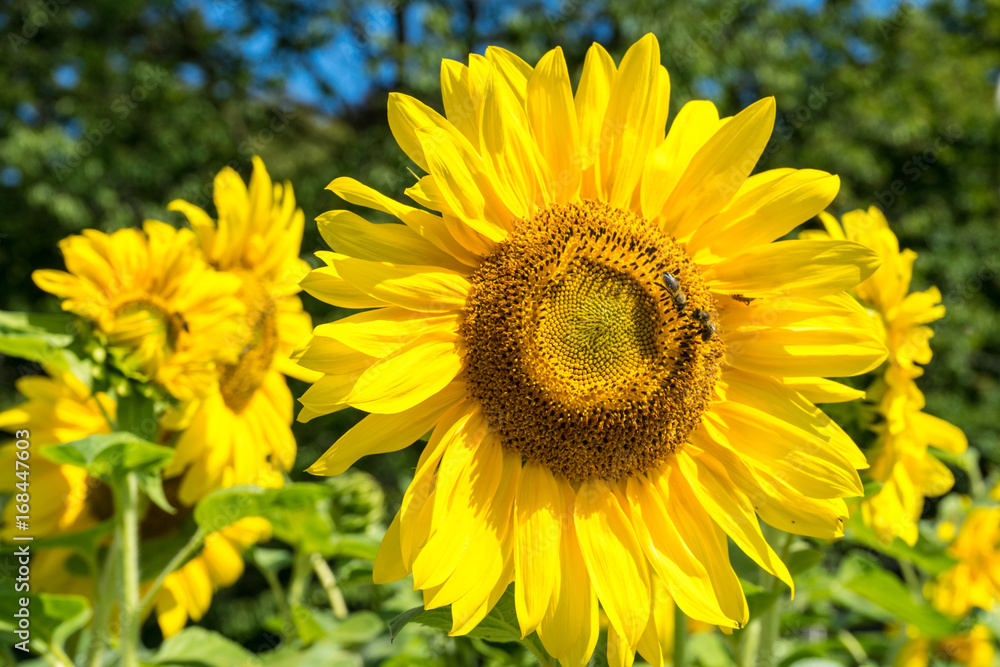 Sunflower and Bee with green tree and blue sky Sunflower and Bee with green tree and blue sky