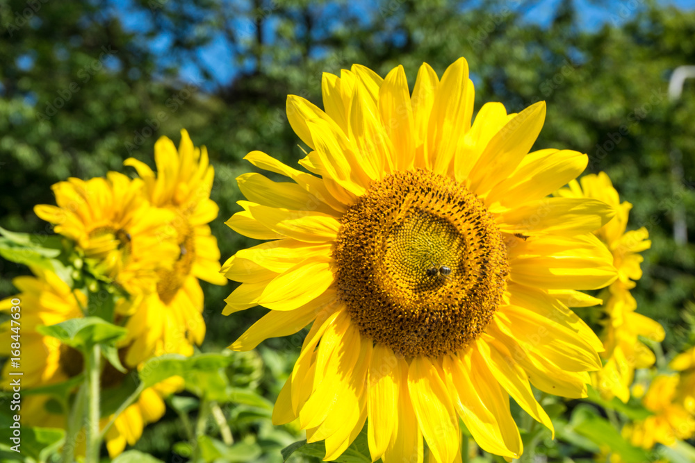 Sunflower and Bee with green tree and blue sky