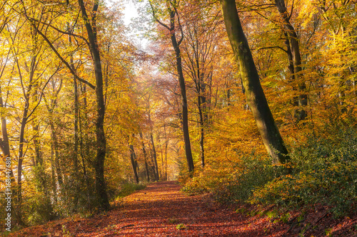 Bunter Herbstwald