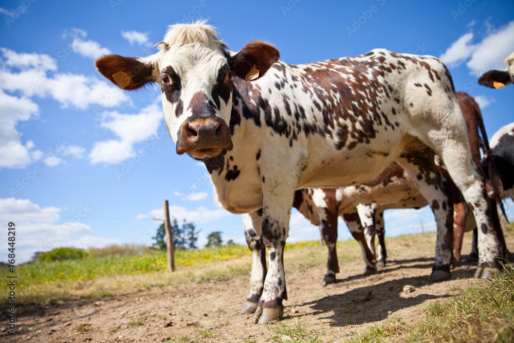 Vache au champs en été Vache au champs en été