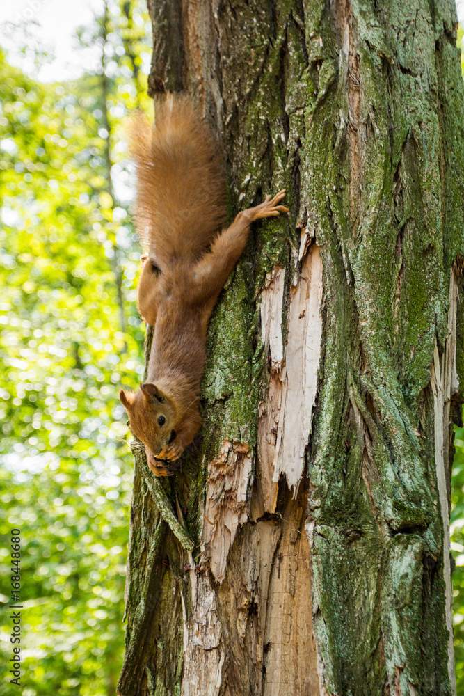 Obraz premium A red squirrel on a tree in the forest eats a nut, clasping its hands behind a tree. Vertically.