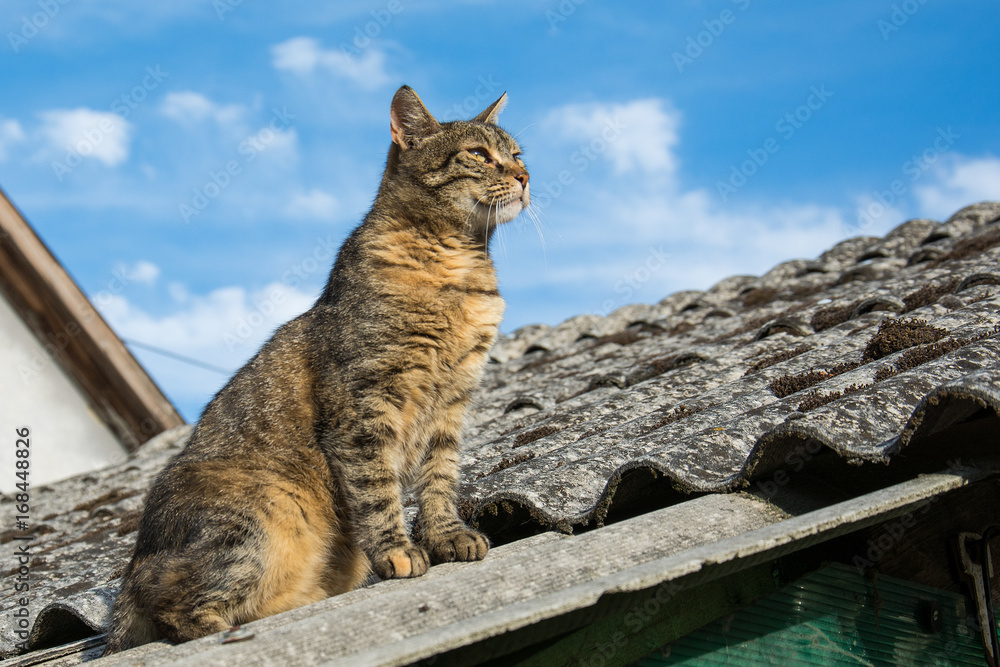 Naklejka premium Tabby calm cat sitting on the shiver roof 