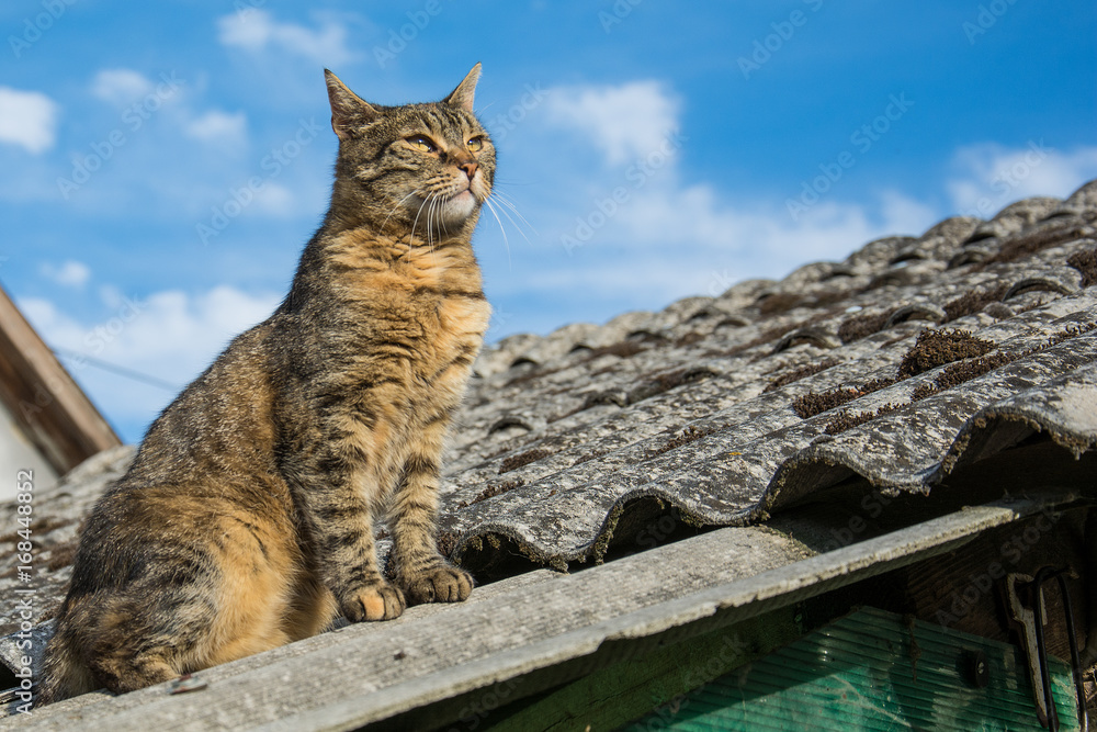 Naklejka premium Tabby calm cat sitting on the shiver roof 