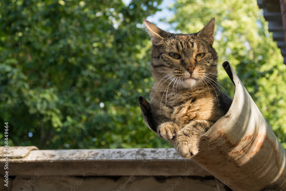 Naklejka premium Tabby calm cat resting on the shiver roof 