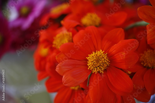 Flowers for sale during the Saturday Farmers Market