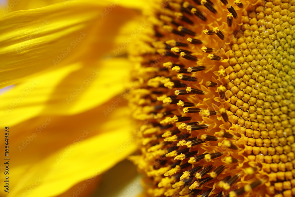 Sunflower for sale during the Saturday Farmers Market Sunflower for sale during the Saturday Farmers Market