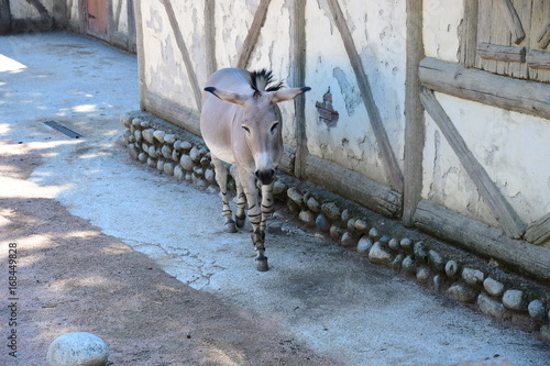 Asino selvatico africano (Equus africanus) photo