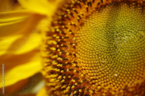 Sunflower for sale during the Saturday Farmers Market