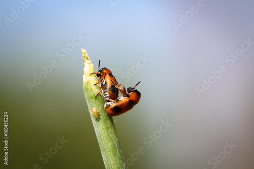 Ameisensack-Käfer (Clytra laeviuscula)  © boedefeld1969