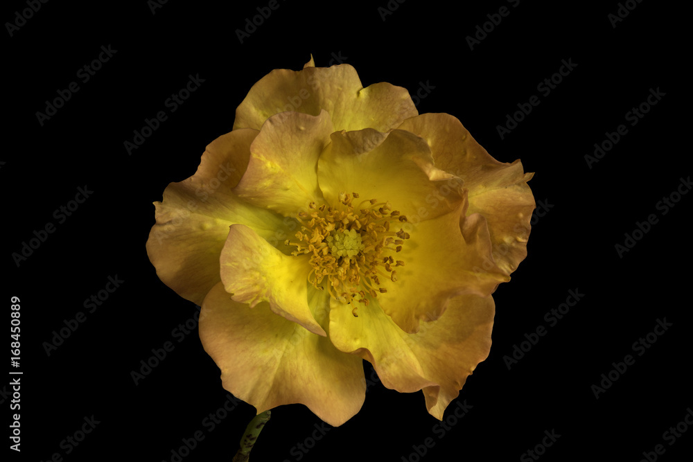 A two toned, rouge and yellow rose on a black background A two toned, rouge and yellow rose on a black background