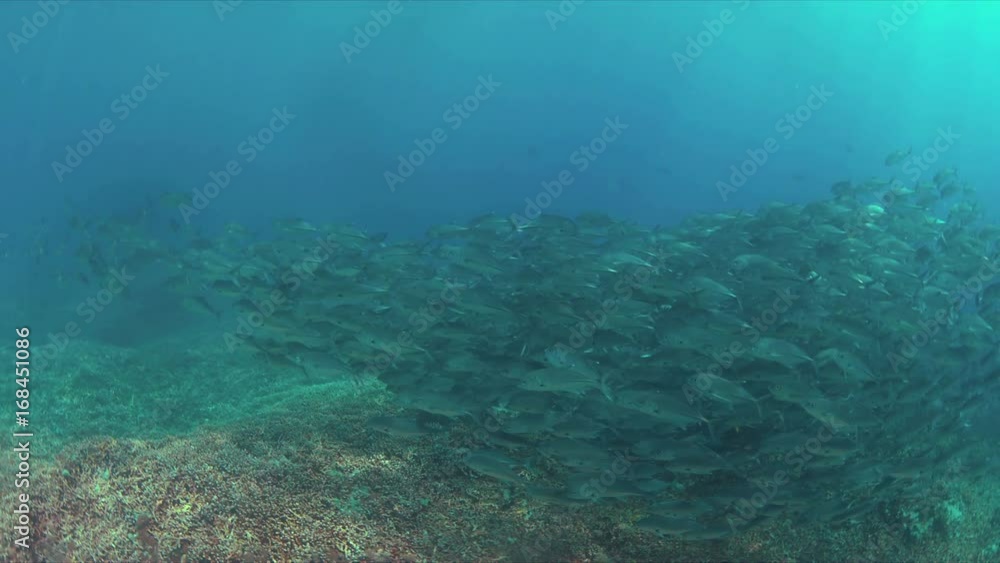 School of Big-eye Trevallies on a colorful coral reef. 4k footage School of Big-eye Trevallies on a colorful coral reef. 4k footage