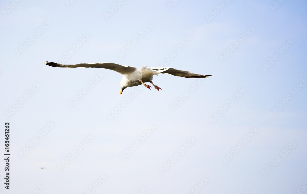 Fototapeta premium Seagull