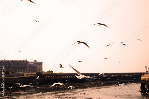 seagull at deauville