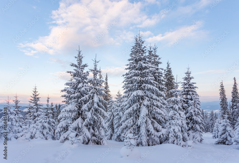 pine tree in winter at sunset in the mountains. pine tree in winter at sunset in the mountains.