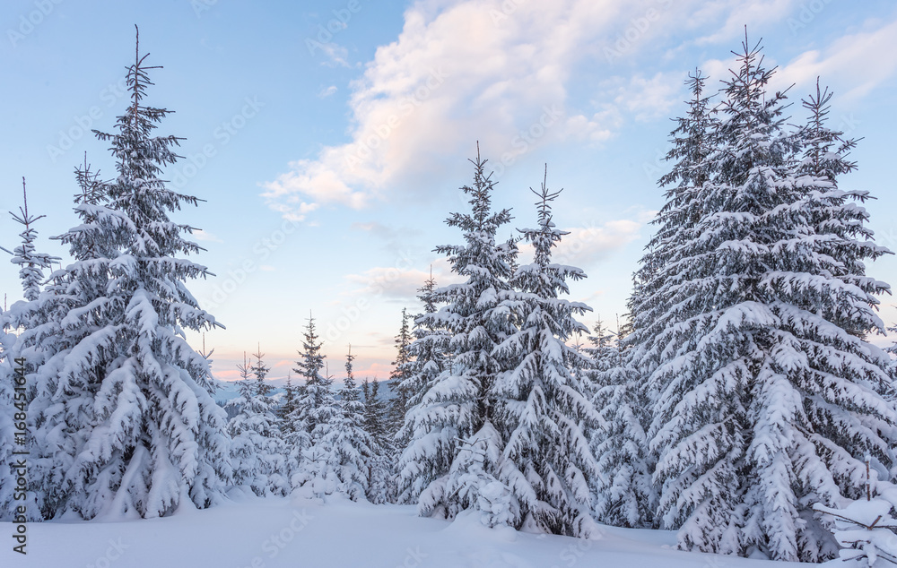 Fototapeta premium Spruce Tree Forest Covered by Snow in Winter